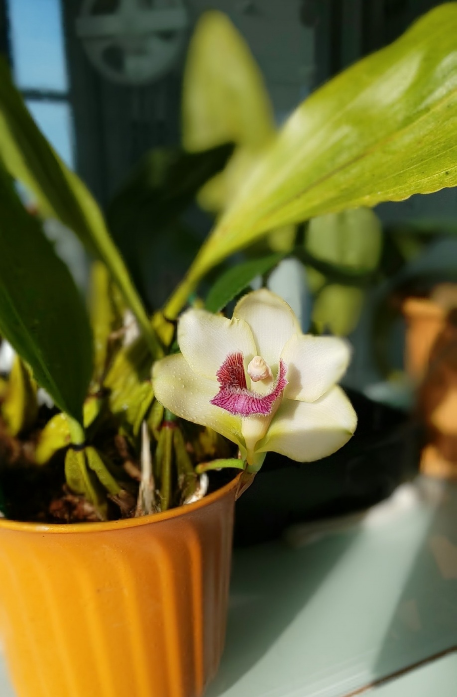 当社の緑を紹介します 花が咲いたその スタッフのつぶやき 周南システム産業株式会社 求人情報サイト