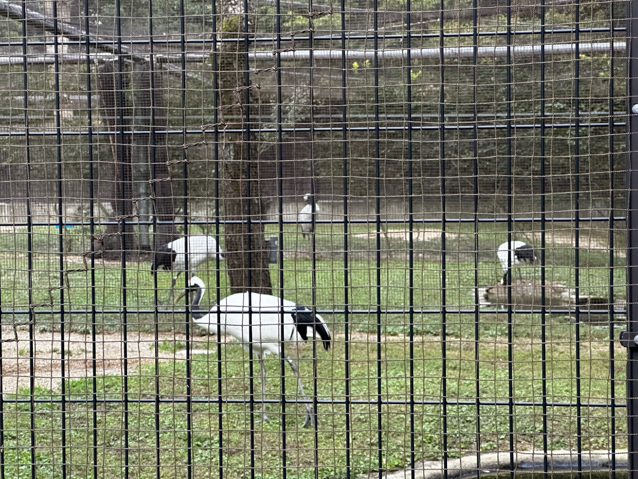 「岡山後楽園!」関連画像