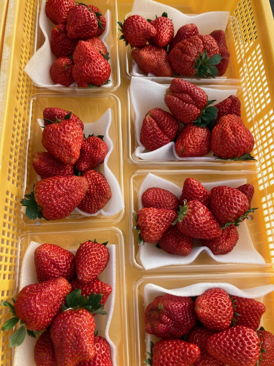 「今年も88マーチさんがやってきた!」関連画像