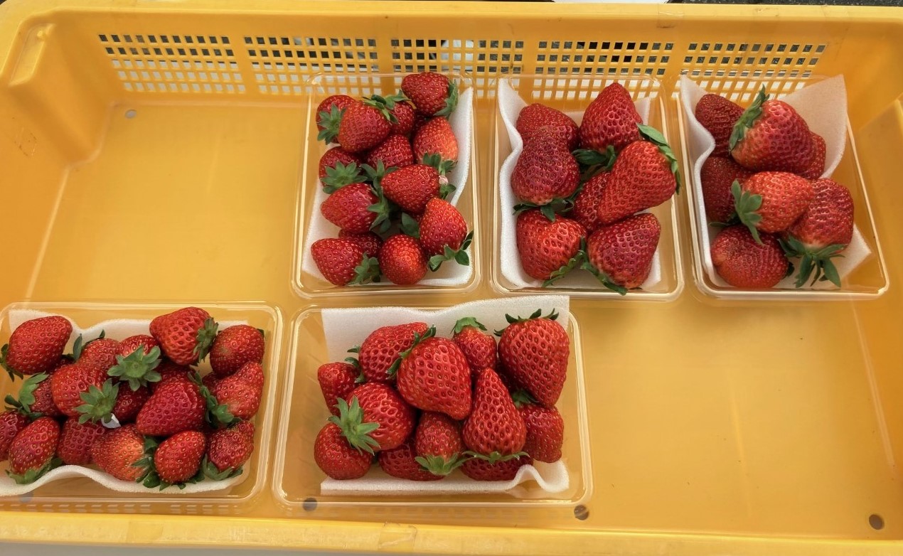 「今年も88マーチさんがやってきた!」関連画像