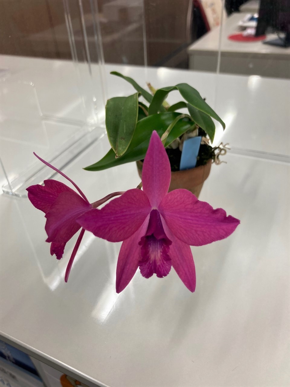 「当社の緑を紹介します!(花が咲いたその⑧)」関連画像
