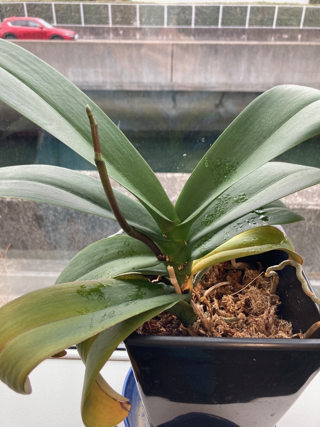 「当社の緑を紹介します!(花が咲いたその⑧)」関連画像