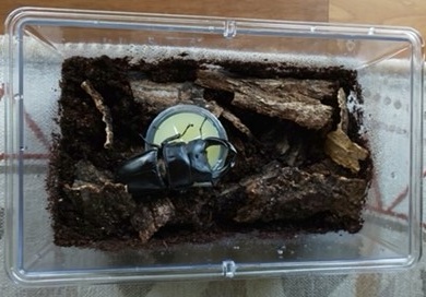 「黒いダイヤモンド!?」関連画像