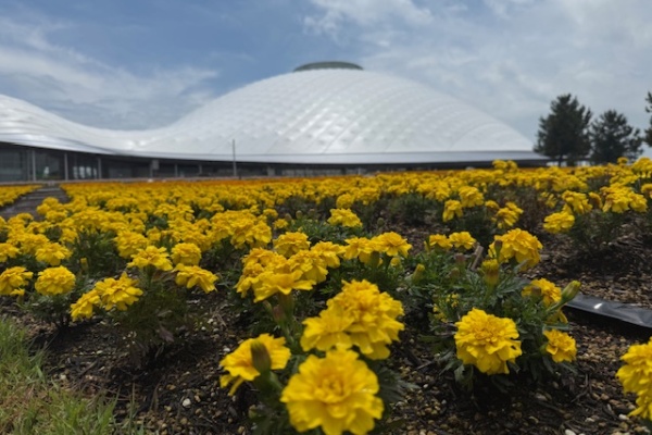 きららフラワーガーデンでラッキーカープ?